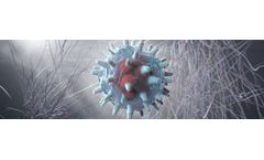 Immune System of Arenavirus Platform