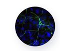 Emulate - Brain-Chip