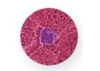 Emulate - Colon Intestine-Chip