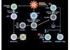 CoVepiT - Multi-Target and Multi-Variant Vaccine