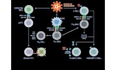 CoVepiT - Multi-Target and Multi-Variant Vaccine