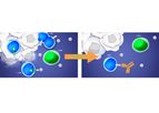 Model OSE-127/ S95011 - Humanized Monoclonal Antibody