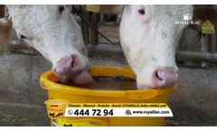 Vitamolix Ruminant - Licking Buckets - Video