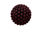 2A Pharma - Model 2AP01 - HPV Vaccine