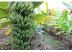 BHK - Banana Greenhouse System