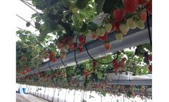 BHK - Hydroponic Strawberry Greenhouse System