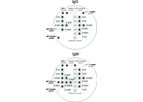 Arbovirus Viramed - Model IgG and IgM - Protein Microarrays for the Qualitative Detection