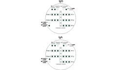 Viramed - Model IgG and IgA - Bordetella Pertussis for the Quantitative Detection