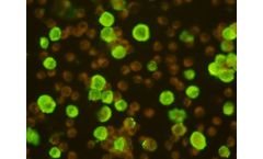 Viramed - Human Herpes Virus 6 IFA IgG, IgM
