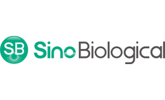 Sino - Mammalian Transient Protein Expression Service