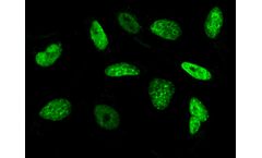 Sino - Model 100002-MM02 - Mouse Monoclonal Anti-Histone H3 Antibody