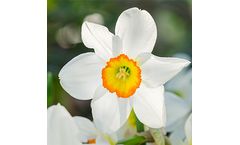 Spring is in the Air
