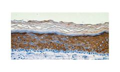CTIBiotech - Advanced 3D Skin Models