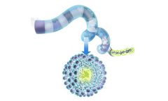 HepTcell - Immunotherapeutic for Chronic Hepatitis B Infections