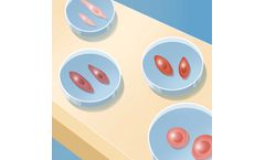 Cellular Reprogramming
