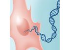 Gene Edited iMSC