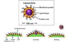 Mempro™ Plant-based Virus-like Particle Production Now Available at Creative Biostructure