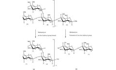 Structural Analysis of Plant Polysaccharides Now Available at CD BioGlyco