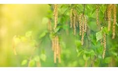 Early tree pollens are the main early springtime allergen