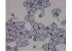 Membio - Conditionally-Immortalized Allogeneic Cell Lines