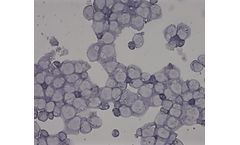 Membio - Conditionally-Immortalized Allogeneic Cell Lines