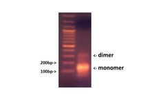 Anchor - AM Normal Cell Free gDNA
