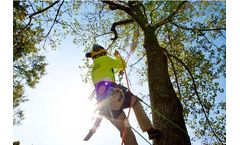 Tree Removal Brisbane Services