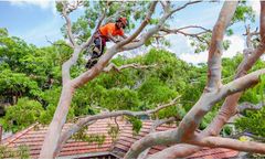 Cheap Tree Removal Sydney Services