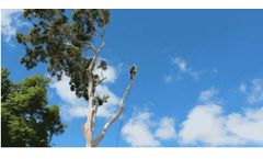 Tree Removal Perth