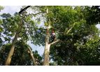 Arborist Adelaide Service