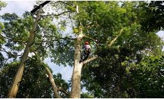 Arborist Adelaide Service