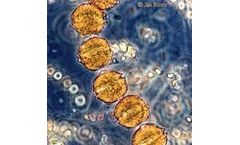 Microbia - Alexandrium CARLA Kit