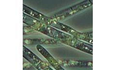 Microbia - Cylindrospermopsis CARLA Kit