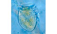 Microbia - Dinophysis CARLA Kit