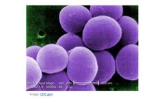 Model Staphylococcus Aureus ALS-4 - Antibiotic-Resistant
