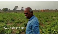 MAGIC HYDROGEL | Increase tomato yield | Save water & nutrients | organic hydrogel for agriculture - Video