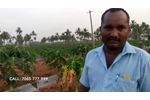 Prevent viral diseases in papaya plantation with ACUROSIL NANO+ | Farmer Testimonial | Tamil Nadu - Video