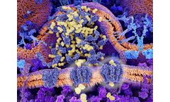 Chimeric Antigen Receptor CAR-T