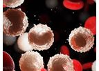 Hematopoietic stem cells - HSC