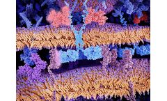 CAR-Macrophages (CAR-M)