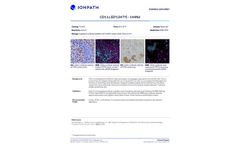 Ionpath - Model 144Nd - CD11c Antibody - Brochure