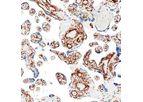 Ionpath - Model 164Dy - a-SMA [D4K9N] Antibody
