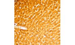 Ionpath - Model 150Nd - Arginase-1 Antibody