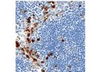 Ionpath - Model 155Gd - CD11b [D6X1N] Antibody