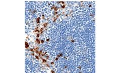 Ionpath - Model 155Gd - CD11b [D6X1N] Antibody