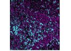Ionpath - Model 144Nd - CD11c Antibody