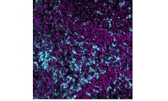 Ionpath - Model 144Nd - CD11c Antibody