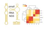 Small RNA Sequencing Services