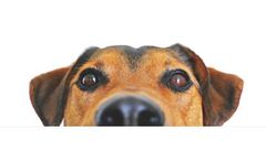 Cardivais Vet - Single-Use Surgical Covers