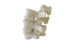 3di - Postcranial  Hard Tissue Models